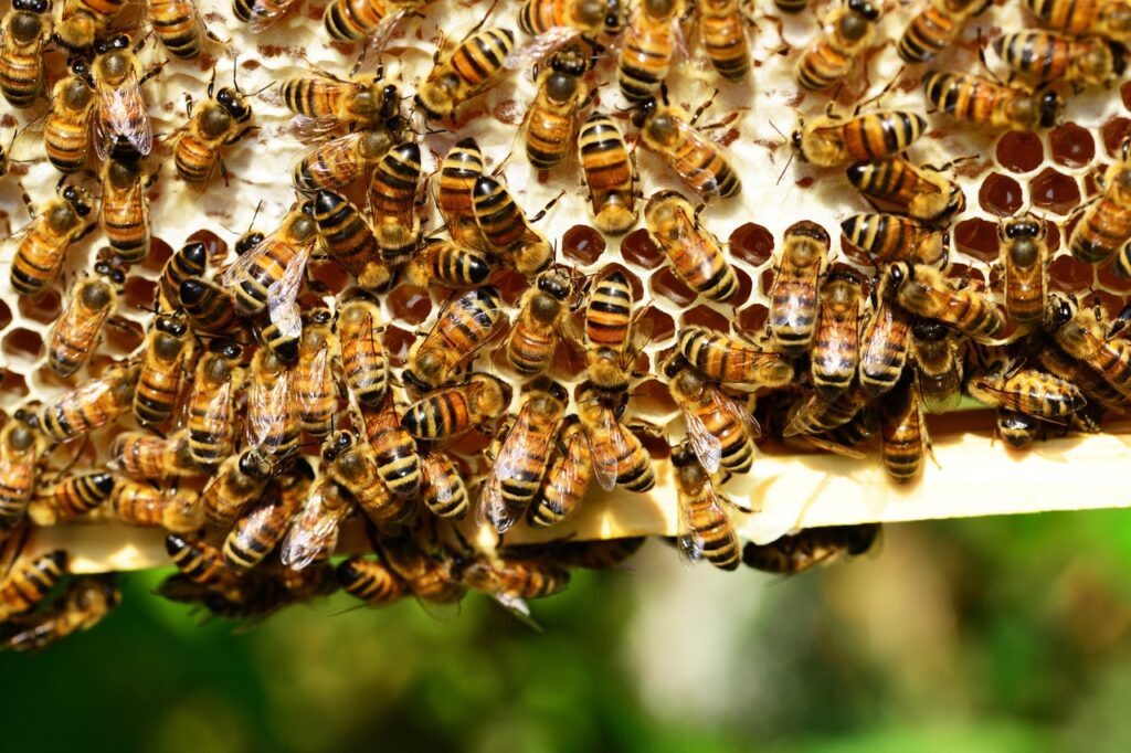dzien pszczol