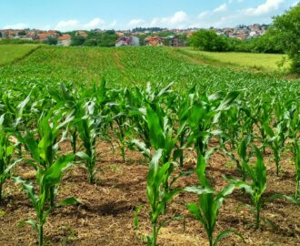 zalety kukurydzy wczesnej