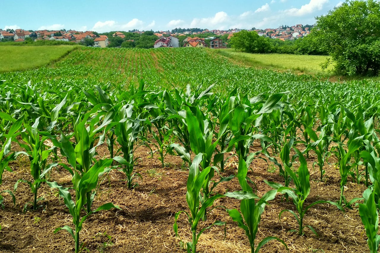 zalety kukurydzy wczesnej